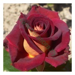 Роза Eddie Mitchell чайно-гибридная горшок С3