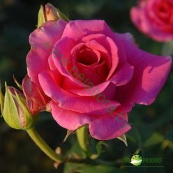 Роза Pavaroti чайно-гибридная горшок С3