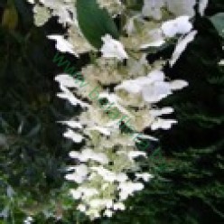 Гортензия метельчатая Tardiva горшок Р9 (саженец)