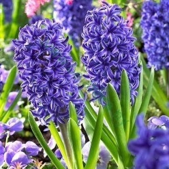 Гиацинт Blue Jacket 1шт р.14/15 каперс 17126