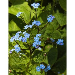 Бруннера Macrophylla (x1)