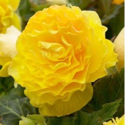 Бегония DOUBLE YELLOW, горшок С1, 30-40 см