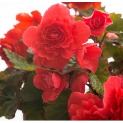 Бегония ODORATA RED GLORY, горшок С1, 20-40 см