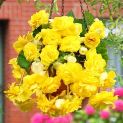 Бегония PENDULA YELLOW, горшок С1, 30-50 см