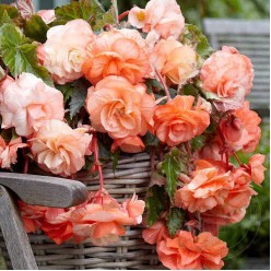 Бегония SPLENDIDE APRICOT, горшок С1, 30-40 см