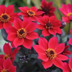 Георгин Happy Days Red Flame, горшок С1, 20-30 см