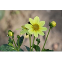 Георгин TOP MIX YELLOW, горшок С1, 30-50 см