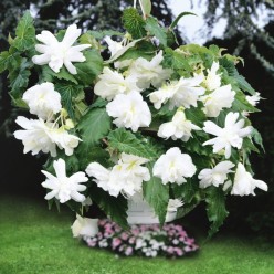 Бегонияa Pendula White (x2)