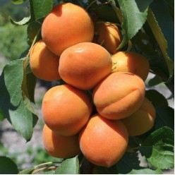 Абрикос NS-Kasnocvetna карликовый с этикеткой саженец ЗКС Сербия "RI"
