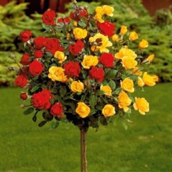 Роза штамбовая Lavaglut-Friesia (red-yellow) саженец ЗКС с этикеткой  Сербия "RI"
