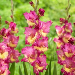 Гладиолус Far West (x5) р.10/12