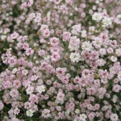 Гипсофила Pan. Pink (x2)