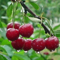 Вишня Edri Botermo карликовая с этикеткой саженец ЗКС Сербия "RI"