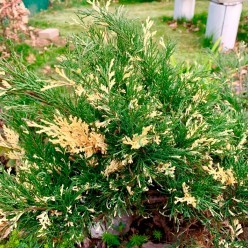 Можжевельник казацкий Variegata C5, 50-70 см