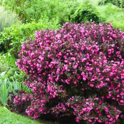 Вейгела флорида Nana Purpurea горшок Co3 50-70см