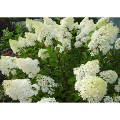 Гортензия метельчатая Tardiva горшок С2 (саженец)