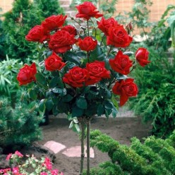 Роза Ingrid Bergman чайно-гибридная (саж. ЗКС)  Сербия "RI"