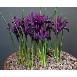 Ирис Reticulata Purple Gem 10шт/уп  р. 5/6 каперс 12431