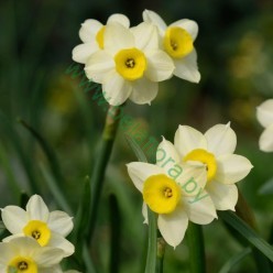 Нарцисс Minnow 2шт р.12/14 каперс 17102