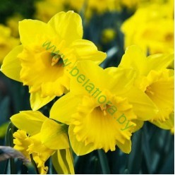 Нарцисс Dutch Master 2шт р.12/14 каперс 17105