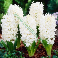 Гиацинт Carnegie 1шт р.14/15 каперс 17125