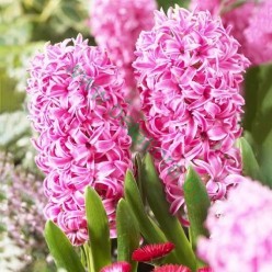 Гиацинт Pink Pearl 1шт р.14/15 каперс 17127