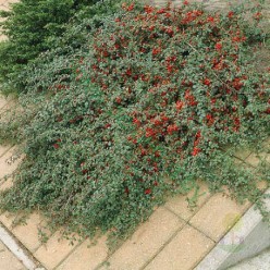 Кизильник ползучий (Cotoneaster dammeri) 
