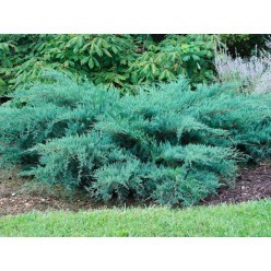 Можжевельник виргинский 'Грей Оул' (Juniperus virginiana 'Grey Owl') 