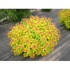 Спирея японская 'Голдфлейм' (Spiraea japonica 'Goldflame') 