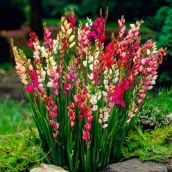 Иксия Mixed 8шт/уп р.5/7 (луковица) 37366