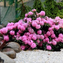 Рододендрон Roseum Elegans Co2