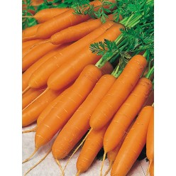 Морковь Амстердам 5г. "PNOS" (семена) *Р Реестр РБ