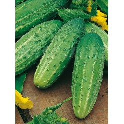 Огурец Висконсин SMR 58 5г. "PNOS" (семена)  *Р