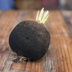 Редис Негритянка 5г. "PNOS"  (семена)