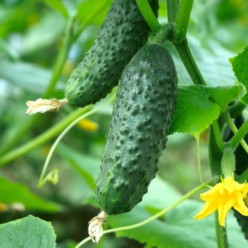 Огурец Аладдин Скерневицкий F1  5г. "PNOS" (семена)