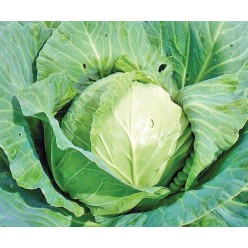 Капуста Дитмарская белокачанная ранняя 2г. "PNOS" (семена)