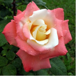 Роза Laetitia Casta чайно-гибридная (саж. ЗКС)  коробка Сербия "RI"