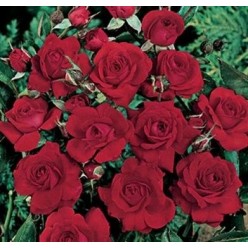 Роза Djavolete миниатюрная (саж. ЗКС)  коробка  Сербия "RI"