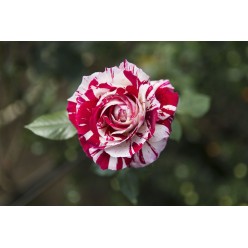 Роза Hulio Iglesijas чайно-гибридная саженец ЗКС Сербия "RI"