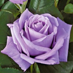 Роза Mainzer Fastnacht чайно-гибридная (саж. ЗКС) Сербия "RI"