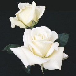 Роза John F.Kennedy чайно-гибридная  (саж. ЗКС) Сербия "RI"