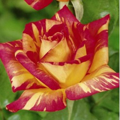 Роза Caribia чайно-гибридная горшок С3