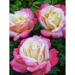 Роза Laetitia Casta чайно-гибридная горшок С3