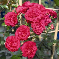 Роза Starlet Rose Lola плетистая C3