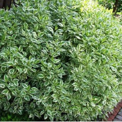 Дерен белый Elegantissima горшок С2 30-50см