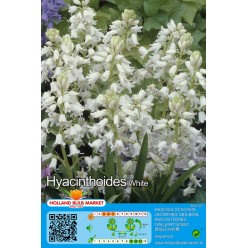 Сцилла Hispanica White 8шт р.7/8 луковица 12426