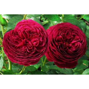 Роза Alain Souchon чайно-гибридная (саж. ЗКС) коробка Сербия "RI"