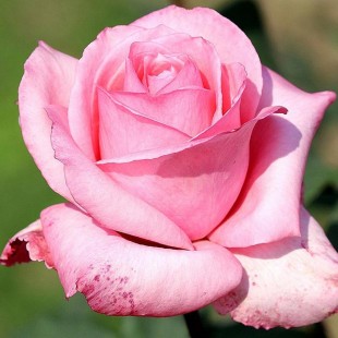 Роза Eiffel Tower чайно-гибридная (саж. ЗКС) Сербия "RI"