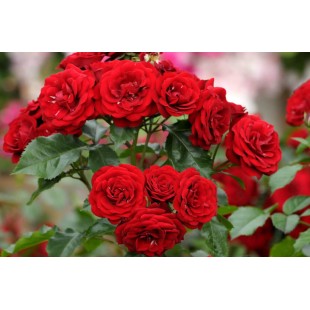 Роза Lavaglut флорибунда (саж. ЗКС) Сербия "RI"